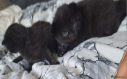 Mixed Breed cats for sale: Kittens DOB 1/8/25 - Image 7
