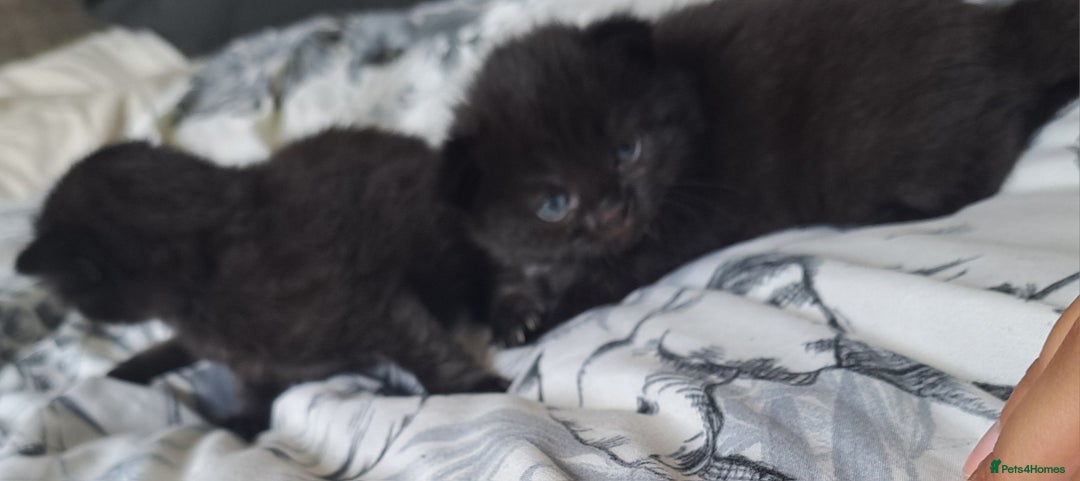Mixed Breed cats for sale: Kittens DOB 1/8/25 - Image 7