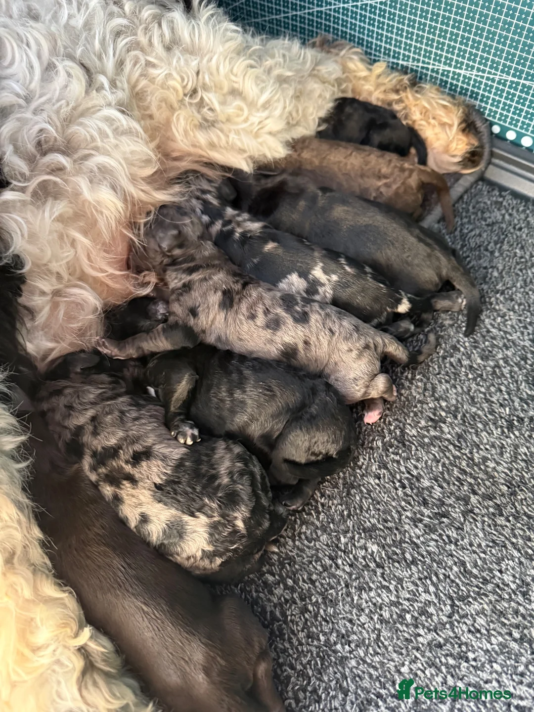 Cockapoo dogs for sale: 9 Beautiful doodles lovely markings  - Advert 2