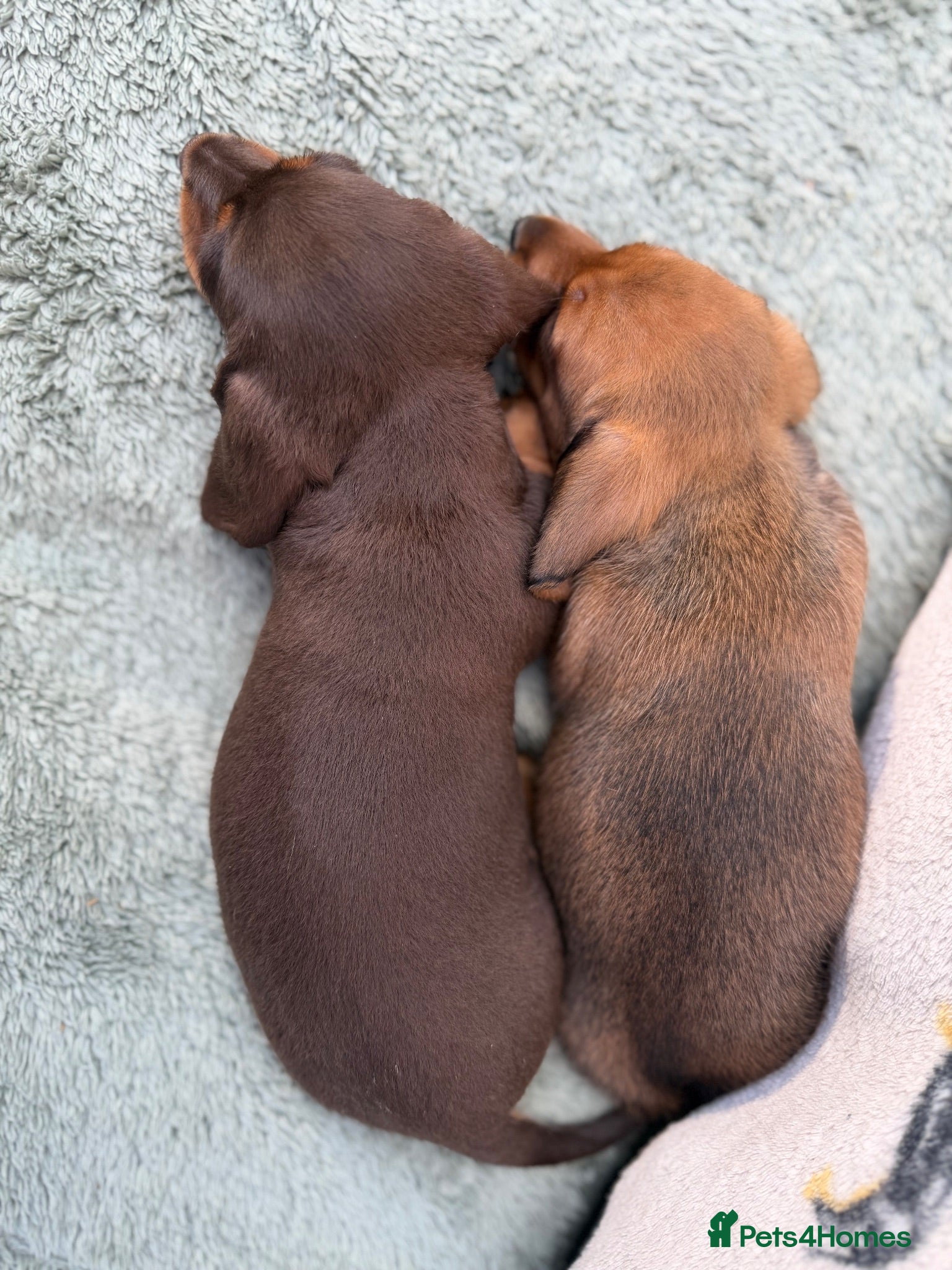 Miniature Dachshund dogs Quality miniature dachshunds  - Advert 2