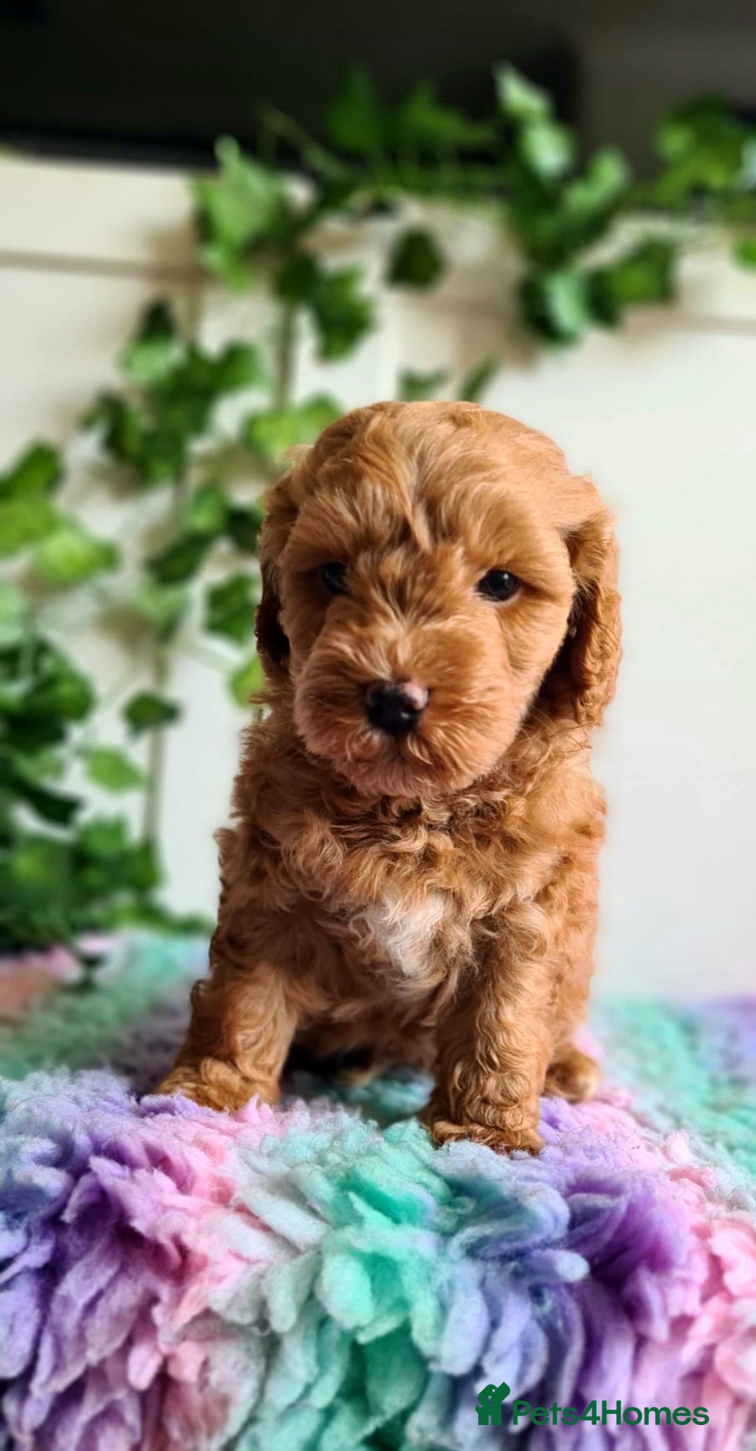 Cockapoo dogs for stud: F1 Blue Phantom merle Cockerpoo standing at stud in Basildon - Image 25
