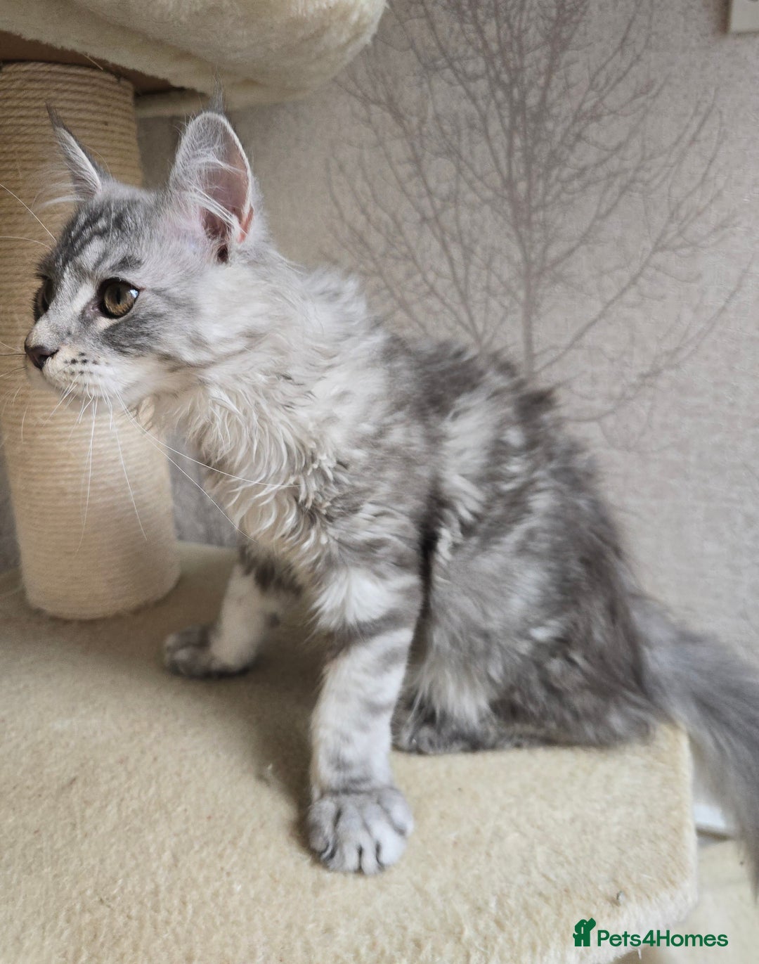 Maine Coon cats for sale: READY NOW Maine Coon Kitten Russian/Shaded lines in Hull - Image 28