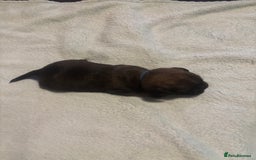 Pug dogs for sale: Pug Puppies  - Image 10
