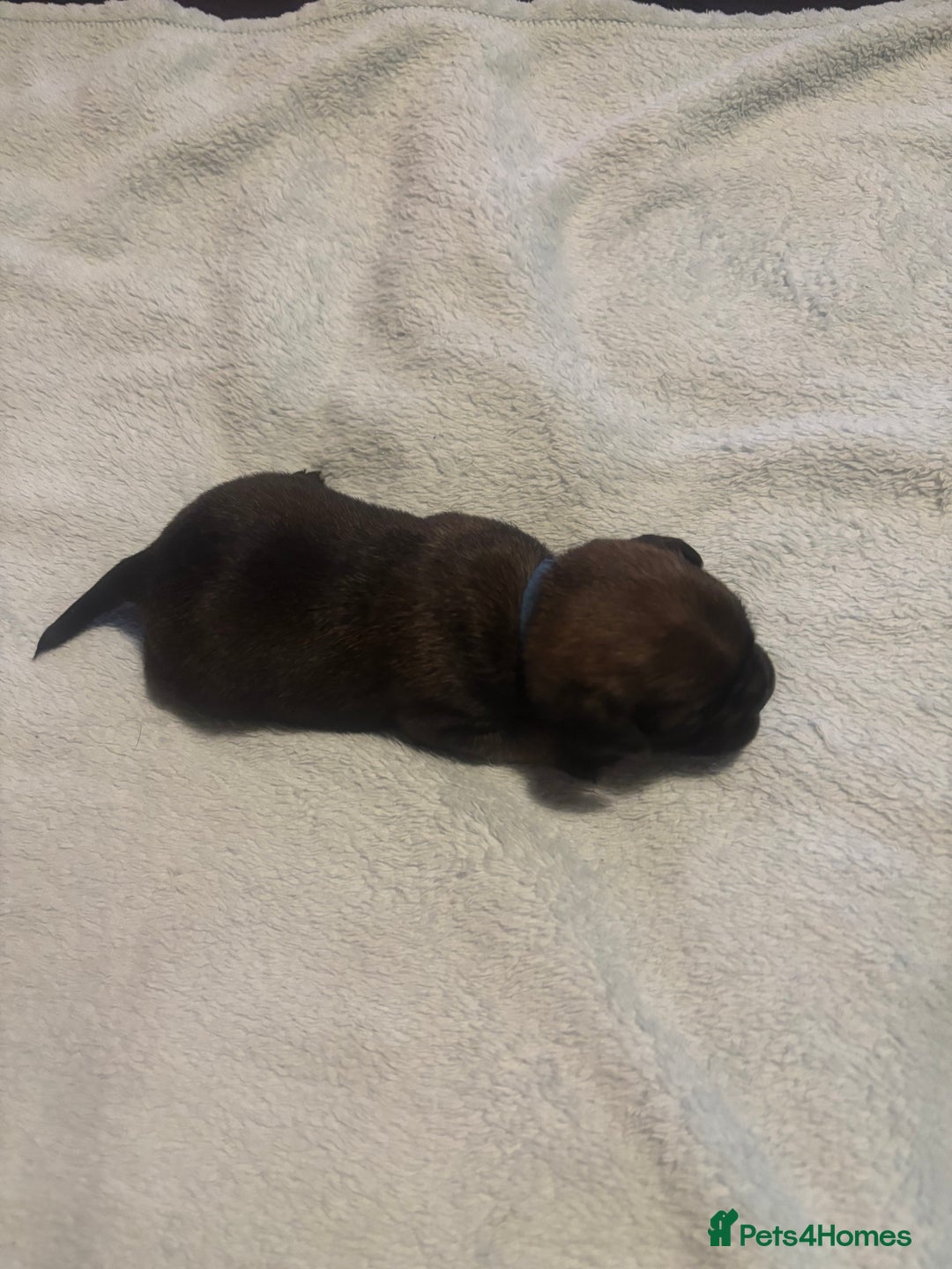 Pug dogs for sale: Pug Puppies  - Image 10