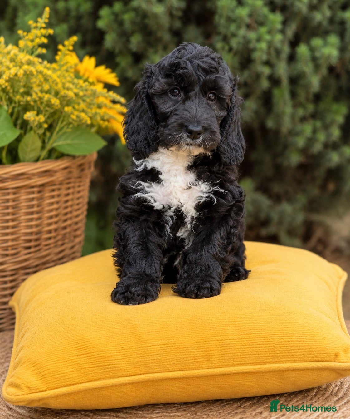 Cockapoo dogs F1 stunning cockapoos  - Advert 2