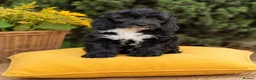 Cockapoo dogs for sale: F1 stunning cockapoos  - Advert 2