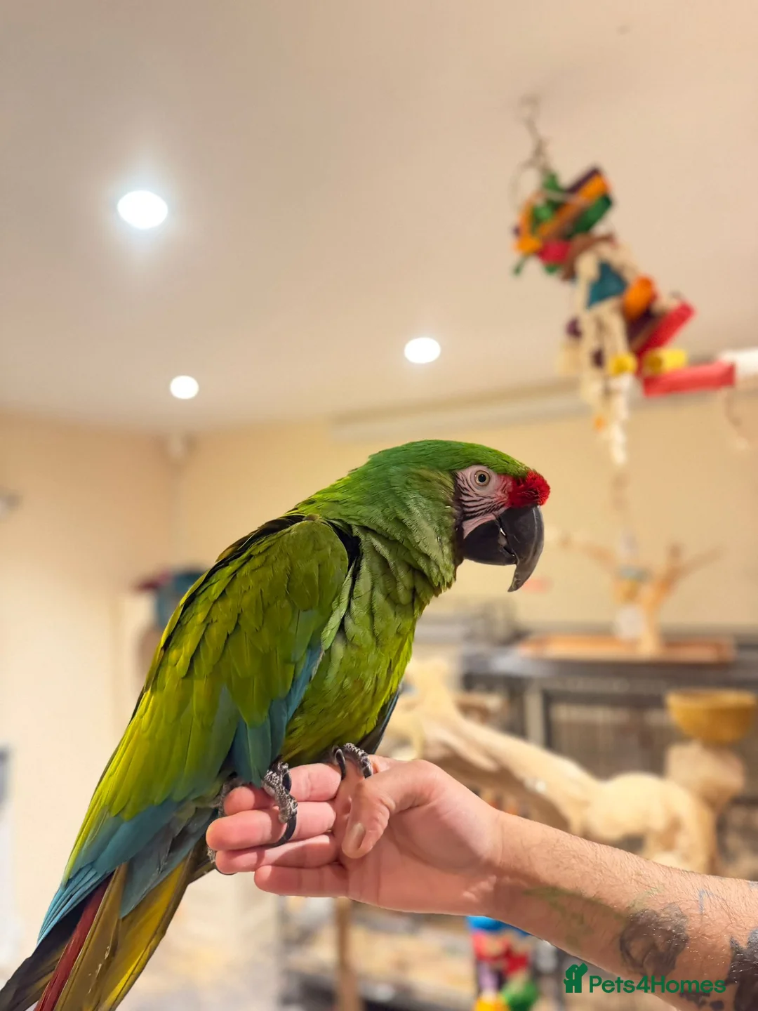 Budgerigars birds for sale: PARROTS! - Advert 11