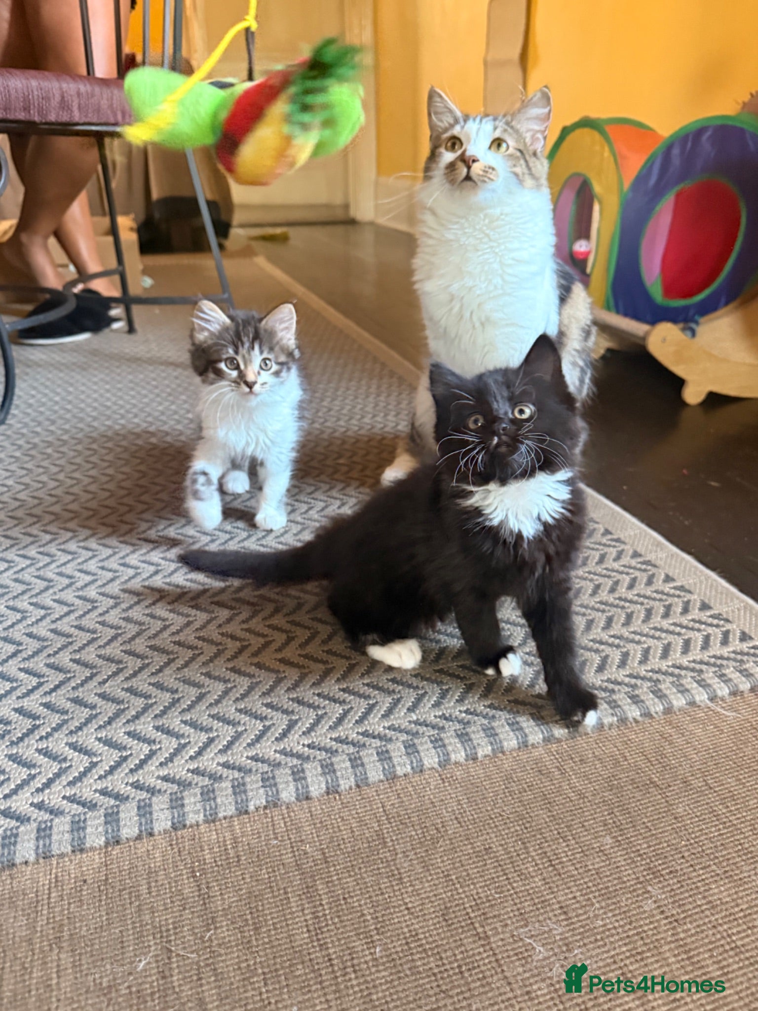 Mixed Breed cats Female Kittens Looking for Their Forever Homes - Advert 3