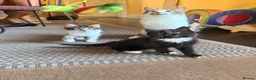 Mixed Breed cats for sale: Female Kittens Looking for Their Forever Homes - Advert 1