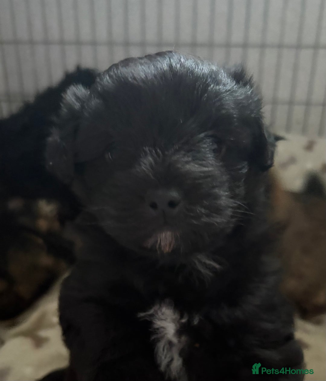 Mixed Breed dogs for sale: Stunning Rare Shihpoo Poms  - Image 2