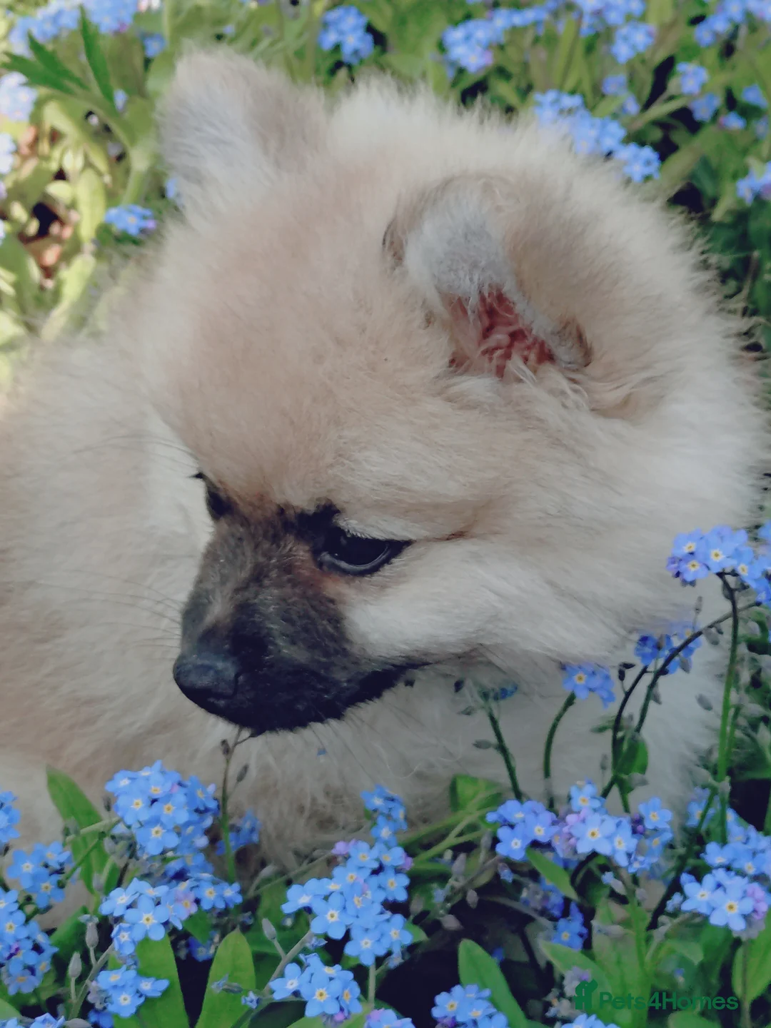 Pomeranian dogs for sale: Beautiful Pomeranian boy - Advert 1
