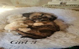 Shorkie dogs for sale: 9 stunning shorkie puppies - Image 21