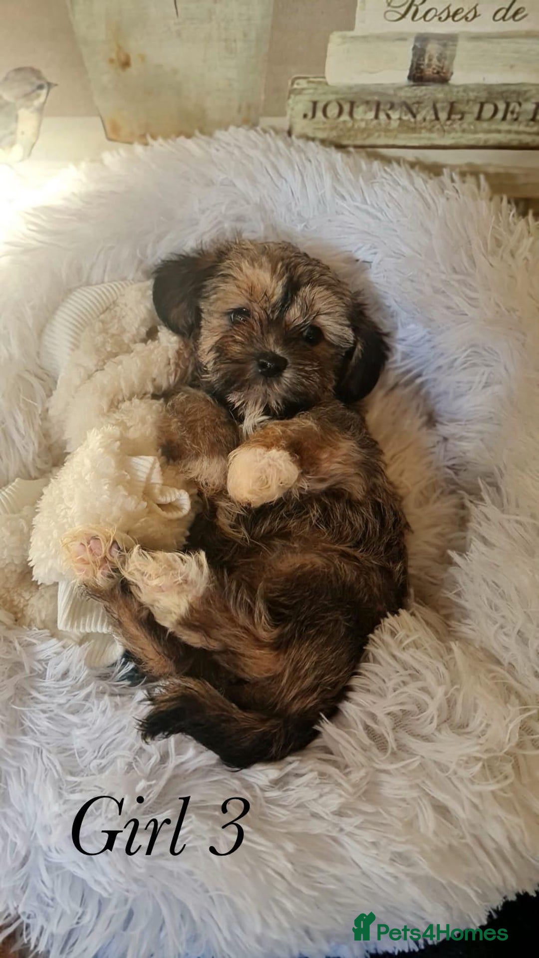 Shorkie dogs for sale: 9 stunning shorkie puppies - Image 21
