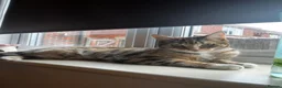 Bengal cats for sale: A beautiful Mixed Bengal Female cat - 2 years old  - Advert 4