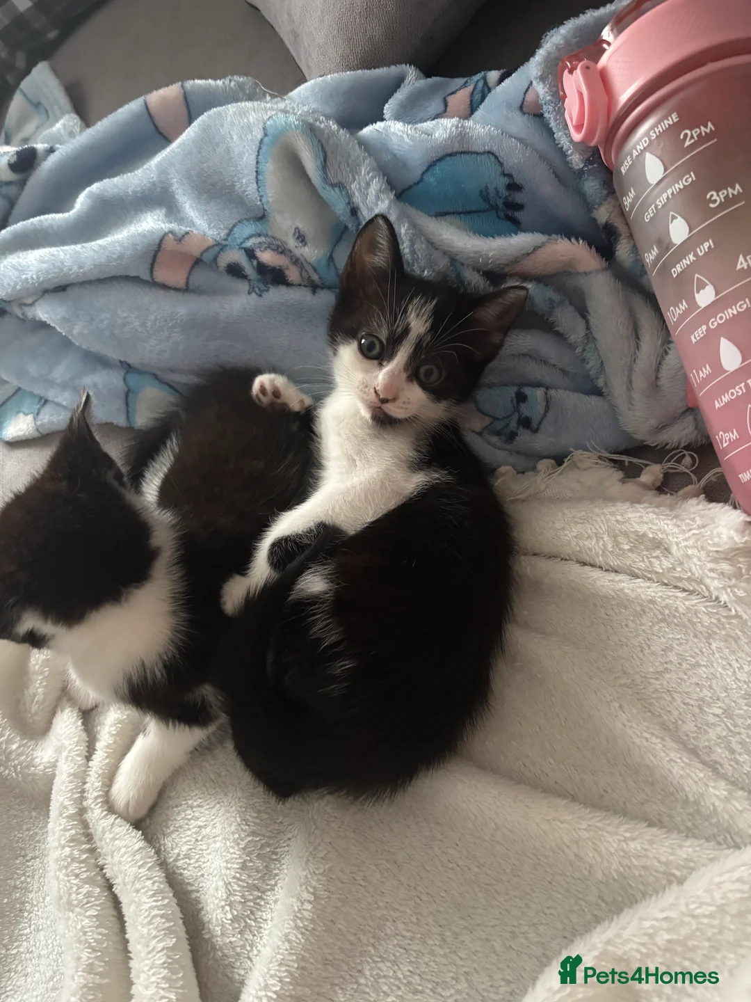 Domestic Shorthair cats for sale: 3 kittens available  in Watford - Advert 7