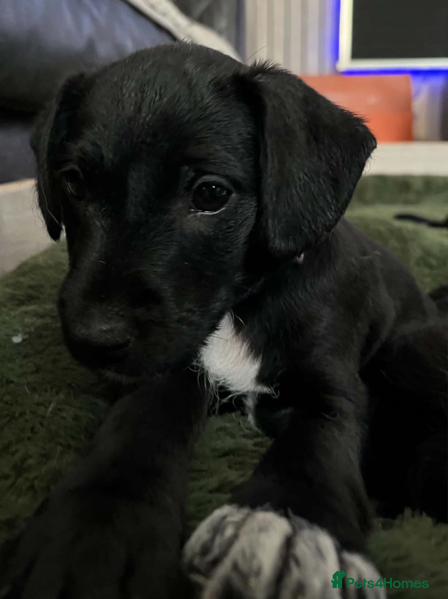 Patterjack dogs 2 stunning black patterjack girls  - Advert 18