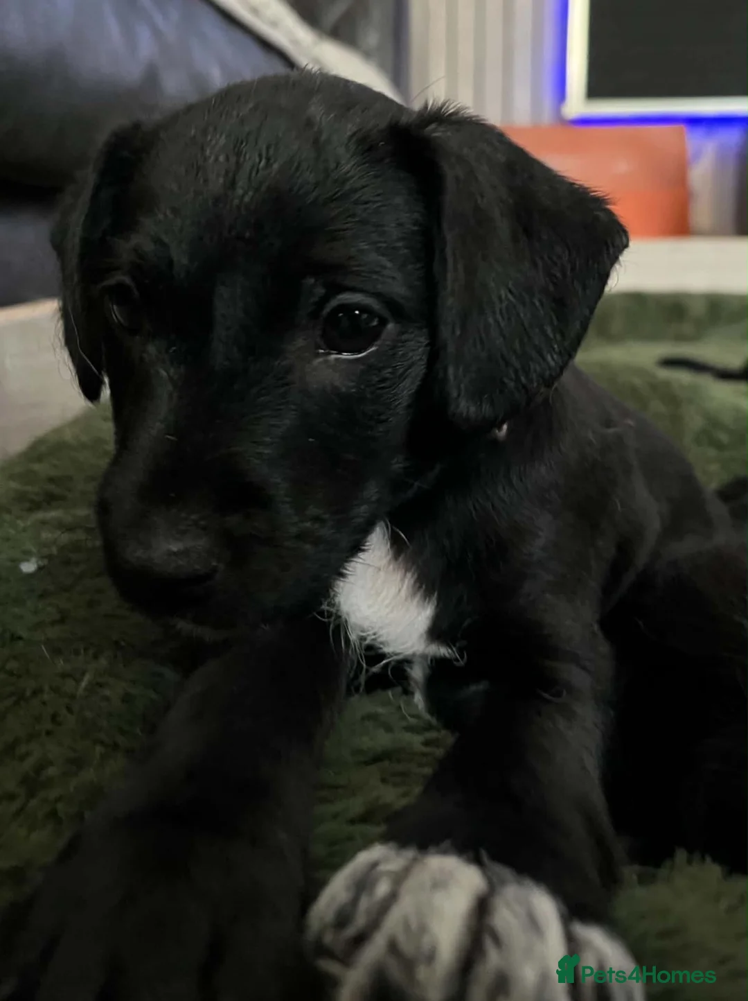 Patterjack dogs for sale: 2 stunning black patterjack girls  in Wallsend - Advert 1