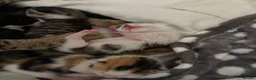 Mixed Breed cats for sale: Litter of 5 kittens  - Advert 16