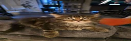 Maine Coon cats for sale: Gorgeous maincoon max very lovely kittens in Wembley - Advert 4