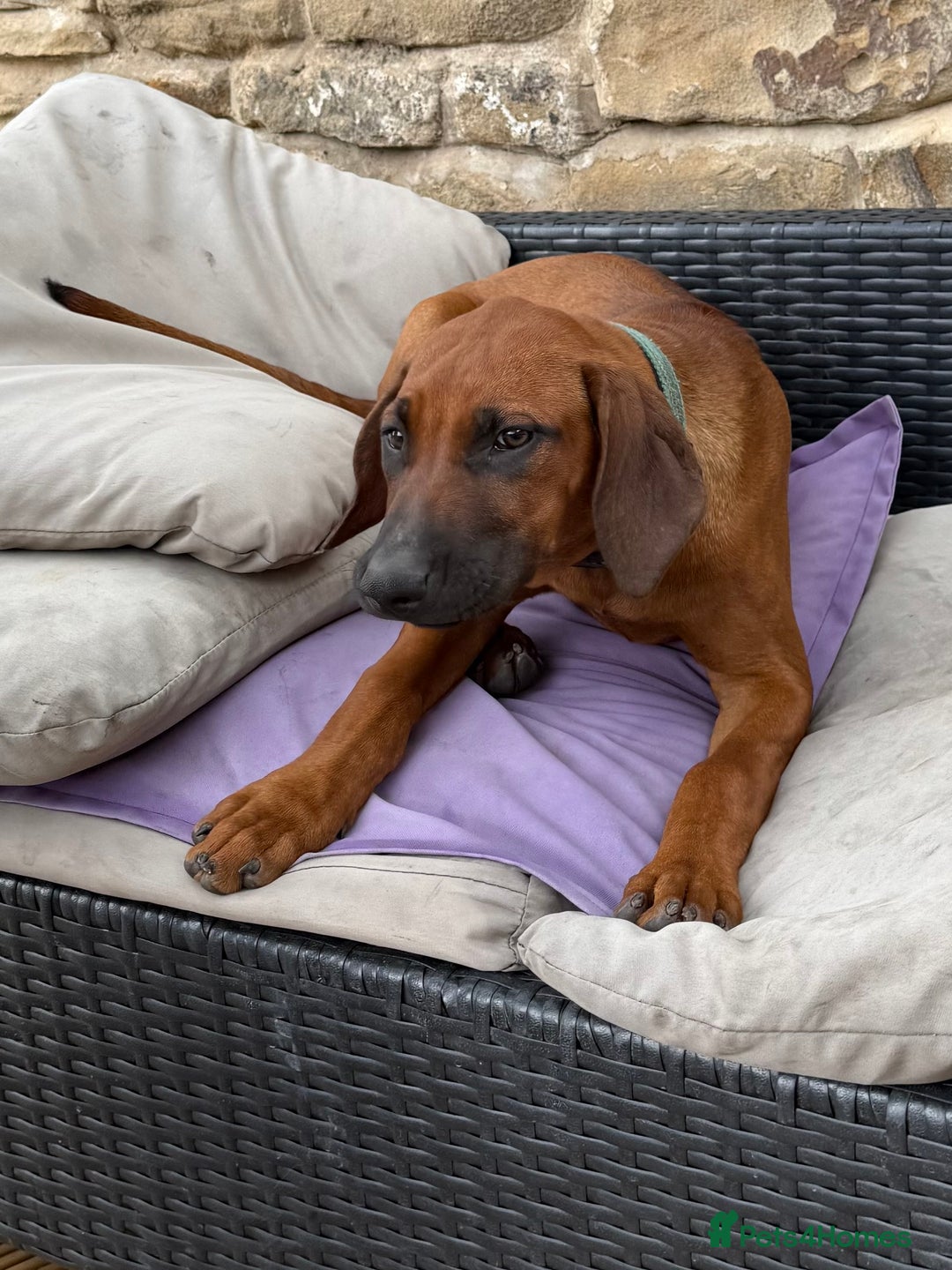 Rhodesian Ridgeback dogs for sale: Beautiful KC Reg’d Rhodesian Ridgeback in Rotherham - Image 31