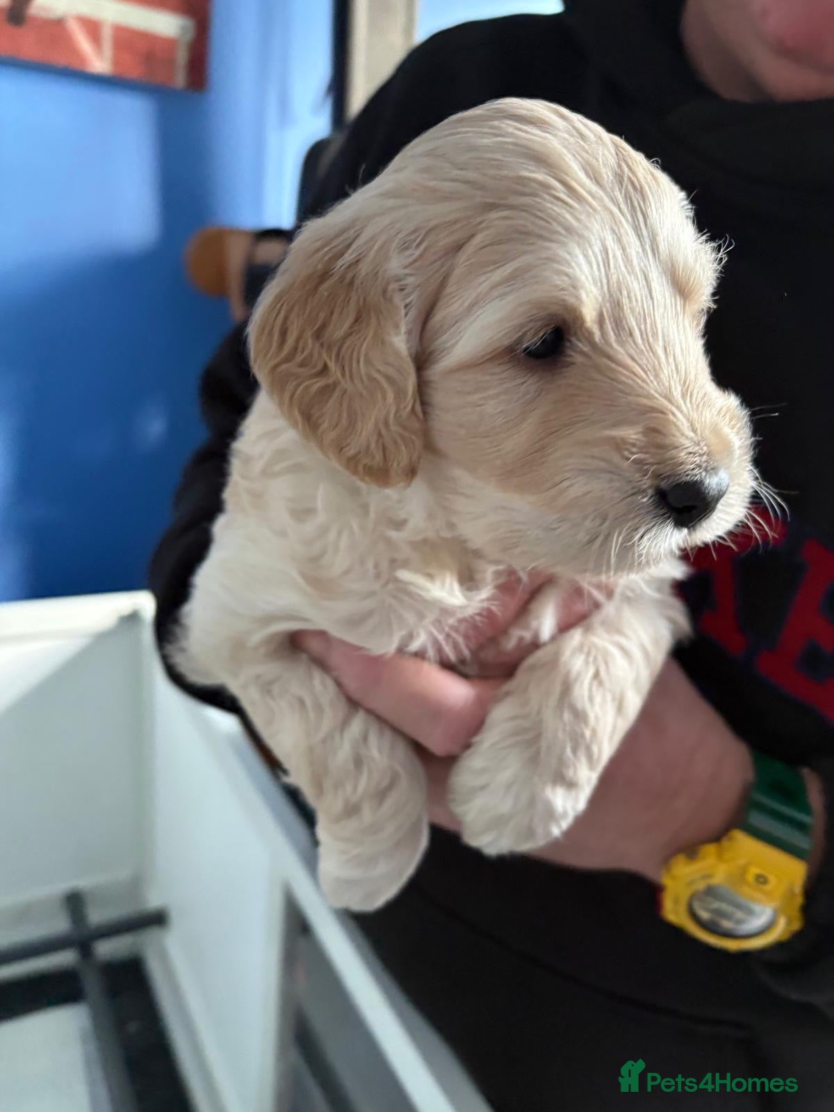 Double Doodle dogs Double Doodle puppies  - Advert 3