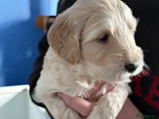 Double Doodle dogs Double Doodle puppies - Advert 3