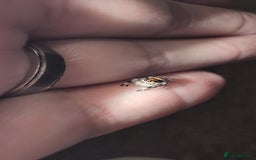 Spiders invertebrates for sale: Phidippus Regius L3 jumping spiders.  - Image 3
