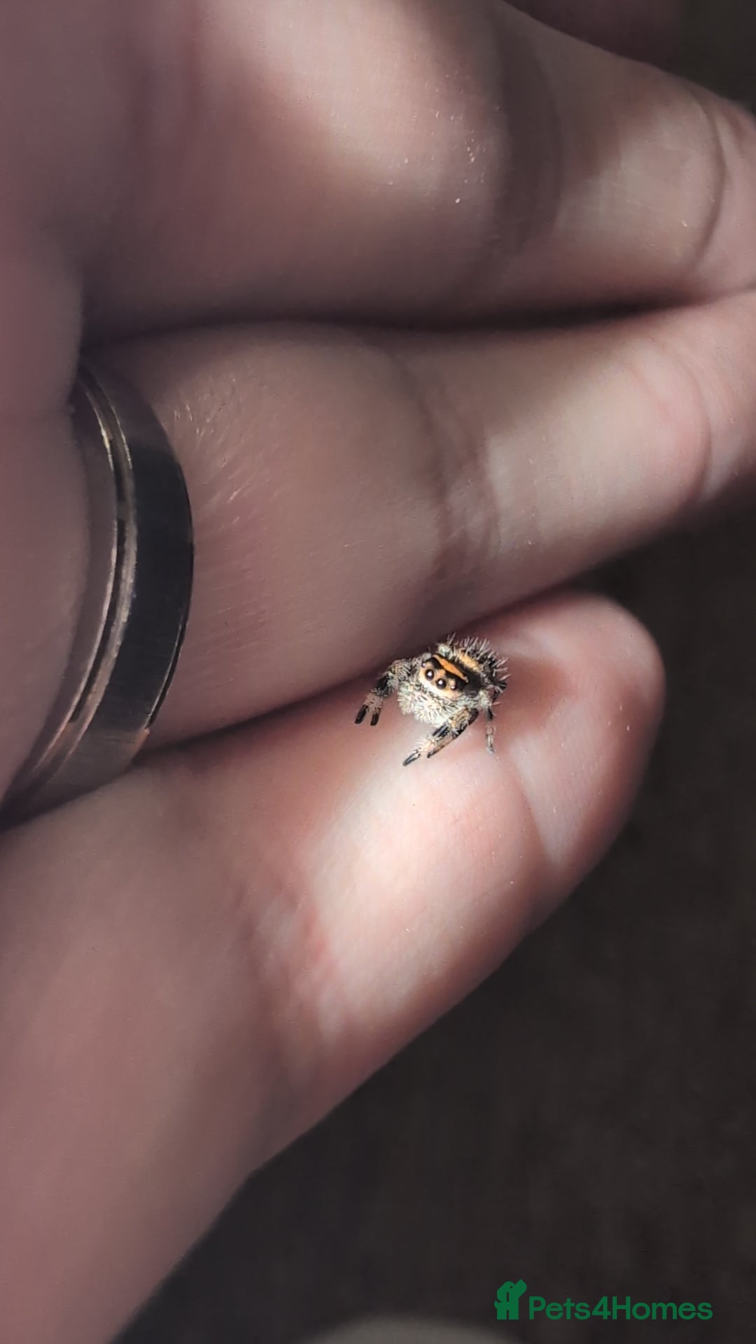 Spiders invertebrates for sale: Phidippus Regius L3 jumping spiders.  - Image 3