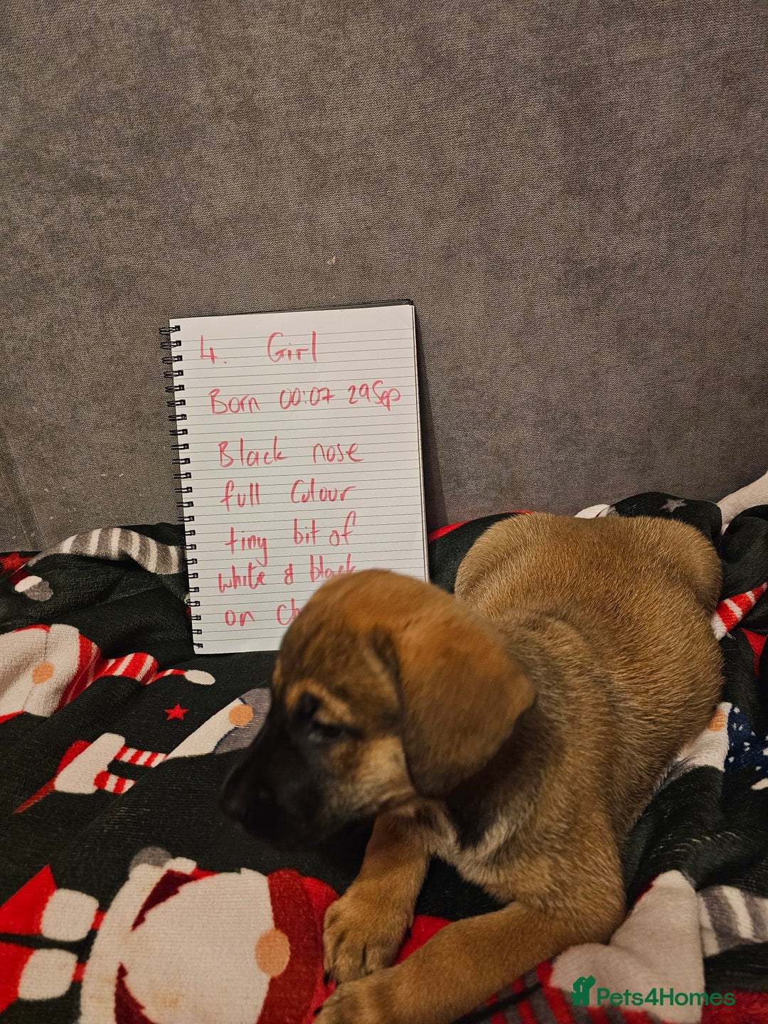 Mixed Breed dogs for sale: German Mastiff pups - Advert 11