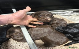 Cockapoo dogs for sale: Stunning F1 cockapoo pups - Image 6