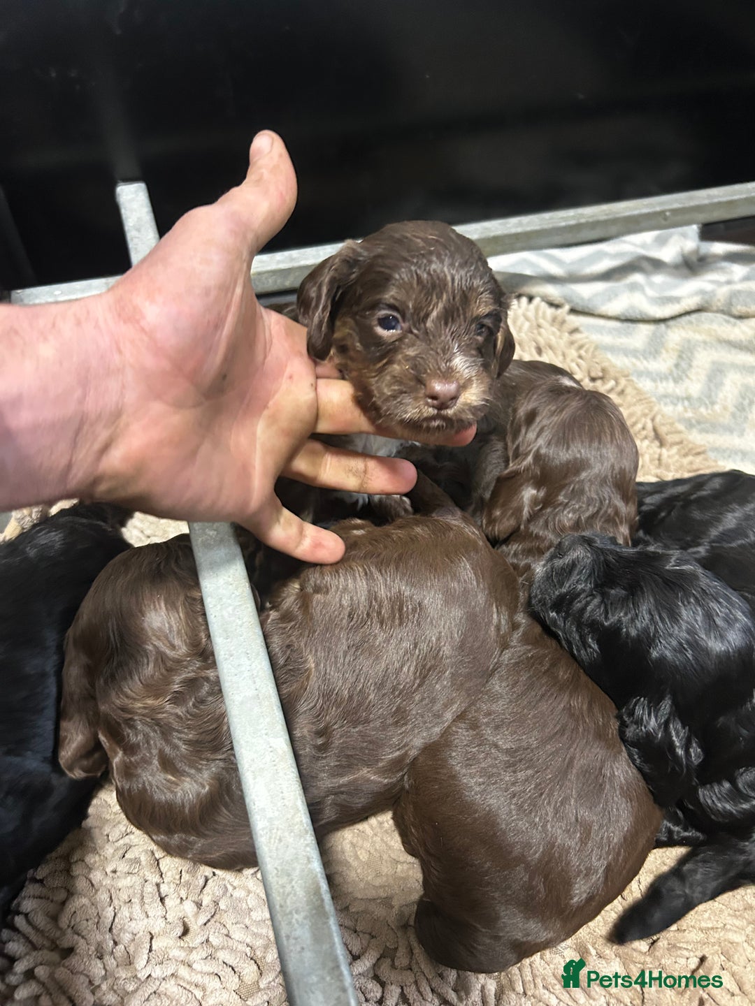 Cockapoo dogs for sale: Stunning F1 cockapoo pups - Image 6