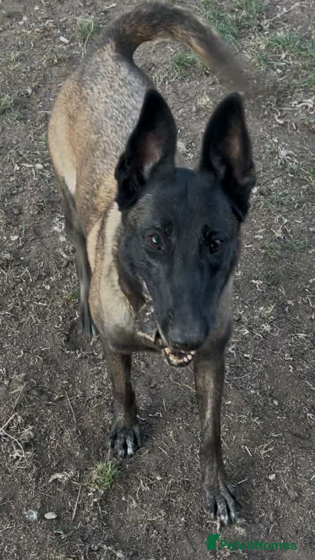Belgian Shepherd Dog dogs for adoption: Roxy is looking for her forever home! - Image 3