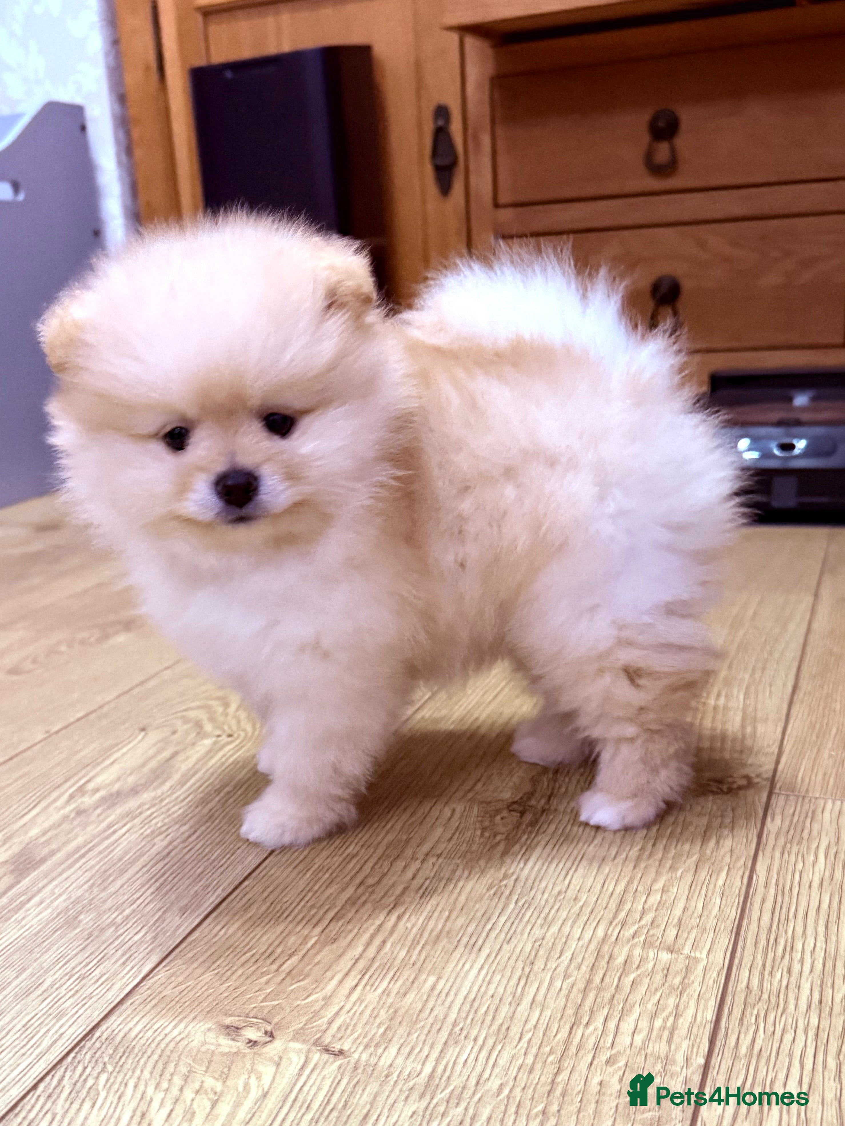 Pomeranian dogs Beautiful thick coat boy - Advert 2