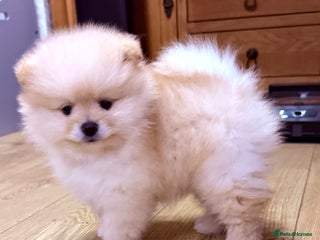 Pomeranian dogs Beautiful thick coat boy - Advert 18