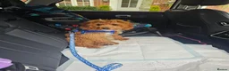 Cockapoo dogs for sale: Cockapoo for rehome - Advert 6