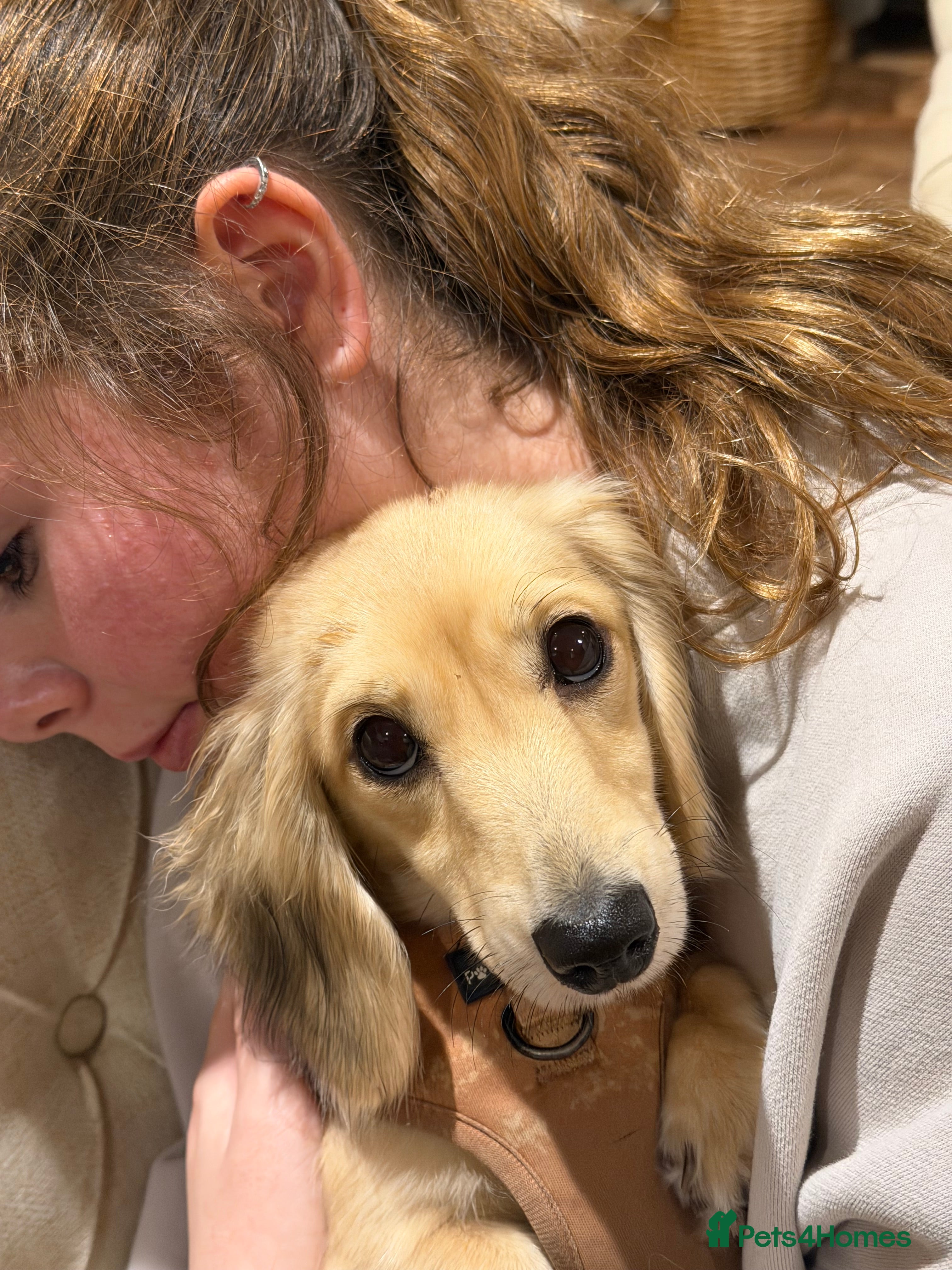 Dachshund dogs Long haired miniature  - Advert 3