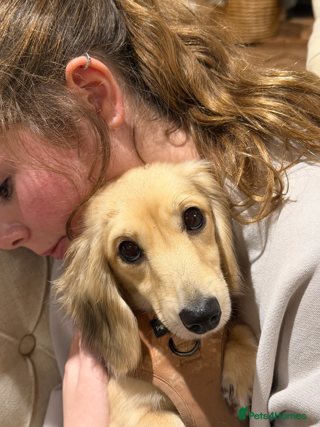 Dachshund dogs for sale: Long haired miniature  - Advert 1