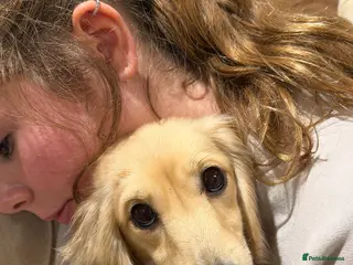 Dachshund dogs Long haired miniature - Advert 3