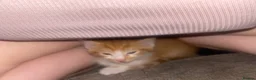 Mixed Breed cats for sale: Two adorable kittens for sale  - Advert 3