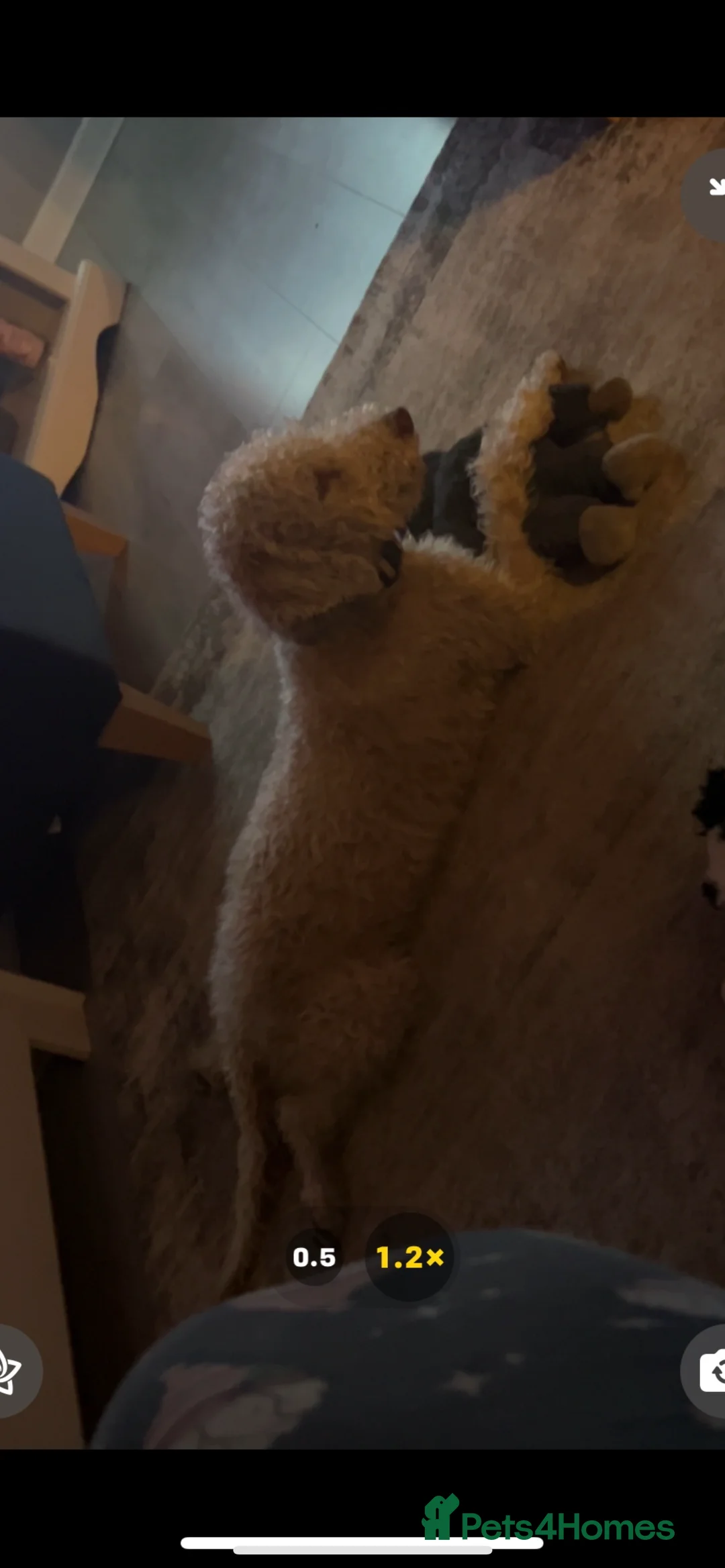 Bedlington Terrier dogs for stud: Liver Bedlington terrier for stud. in Darlington - Advert 2