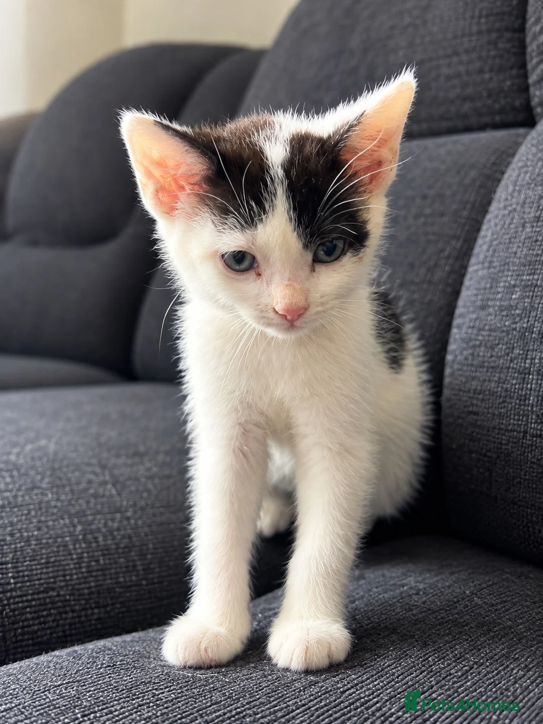 Mixed Breed cats for sale: 2 ADORABLE BLACK AND WHITE KITTENS  - Advert 2