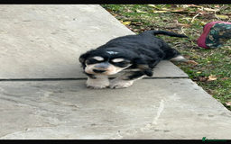 Cocker Spaniel dogs for sale: QUALITY QUALITY PURE BRED SHOW COCKER SPANIEL PUPS - Image 7