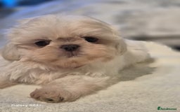 Shih Tzu dogs for sale: Outstanding Imperial Shih Tzu Pups - Image 18