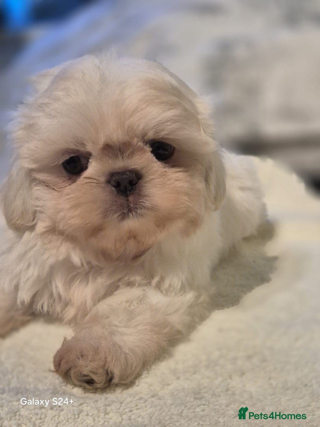 Shih Tzu dogs for sale: Outstanding Imperial Shih Tzu Pups - Image 18