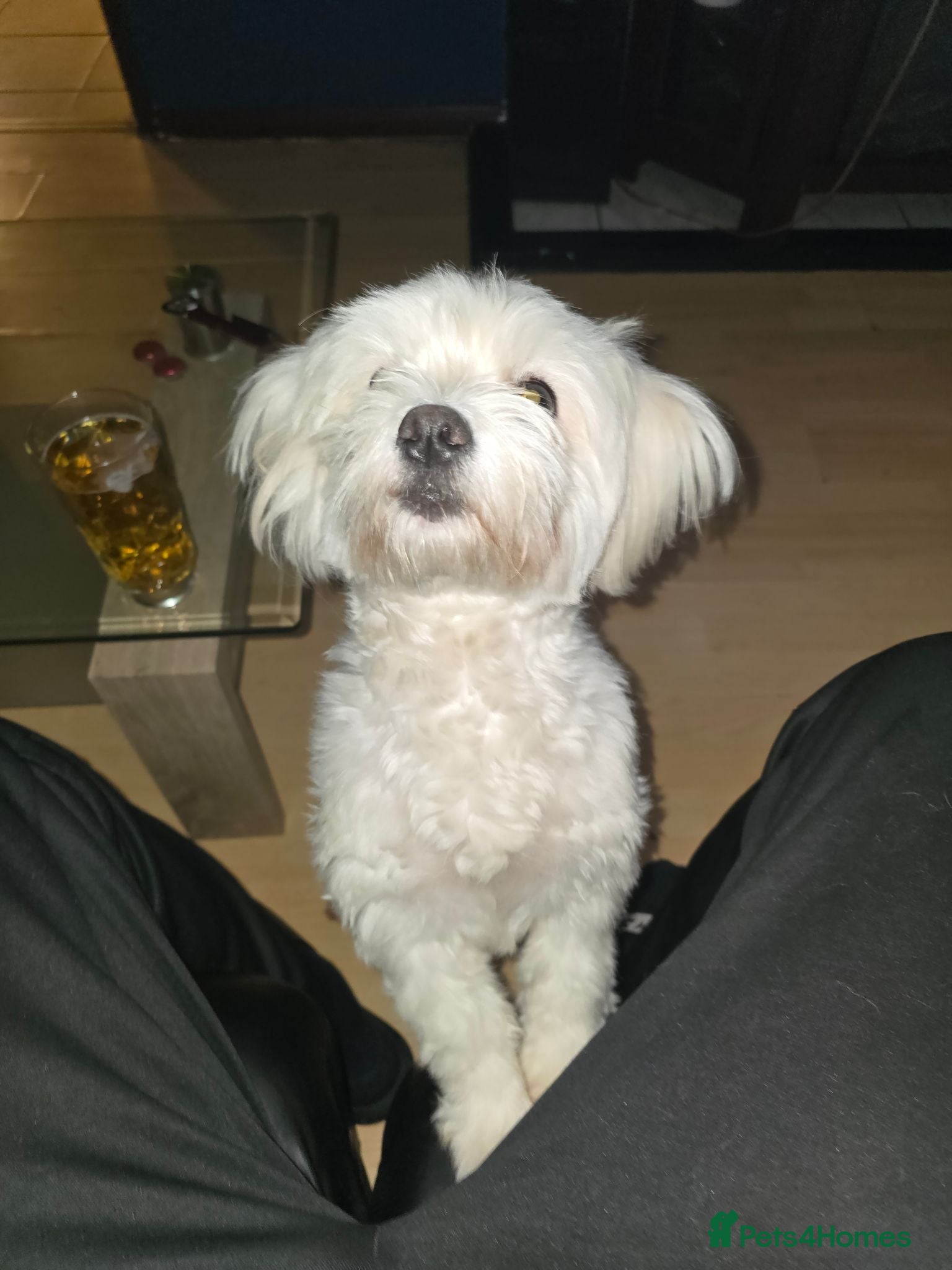 Bichon Frise dogs 2 Puppy Bichon Frise - Advert 1