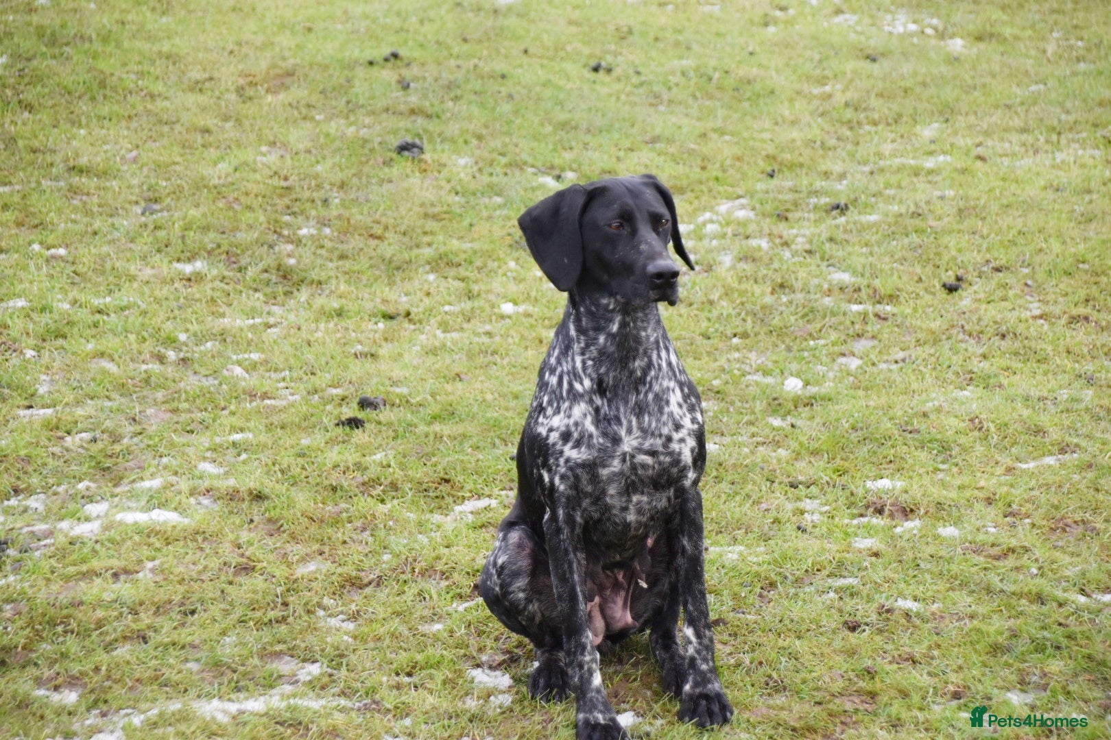 German Shorthaired Pointer dogs Kc reg beautiful pointers  - Advert 1