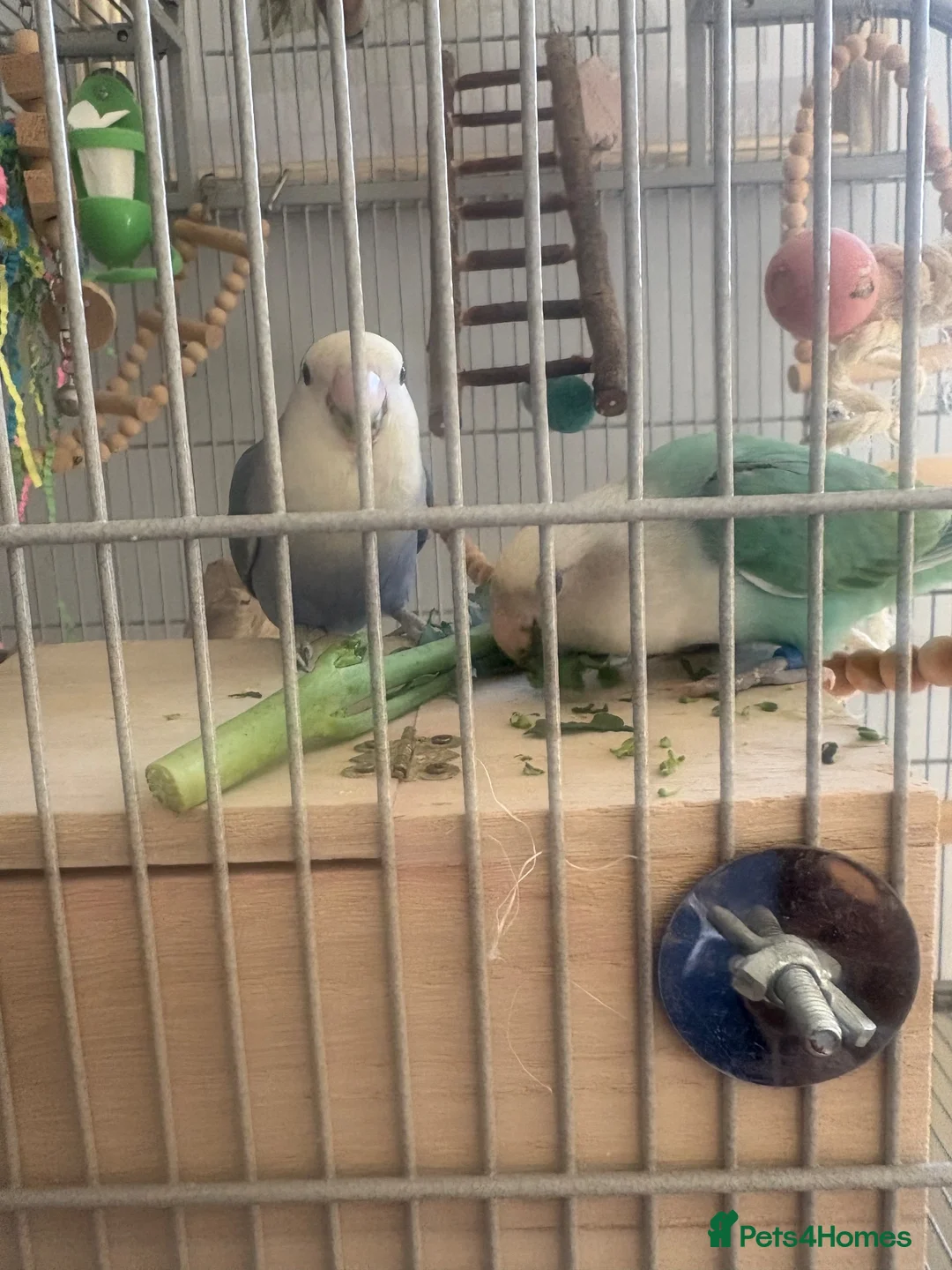 Lovebirds birds for sale: Lovebird babies - Advert 6