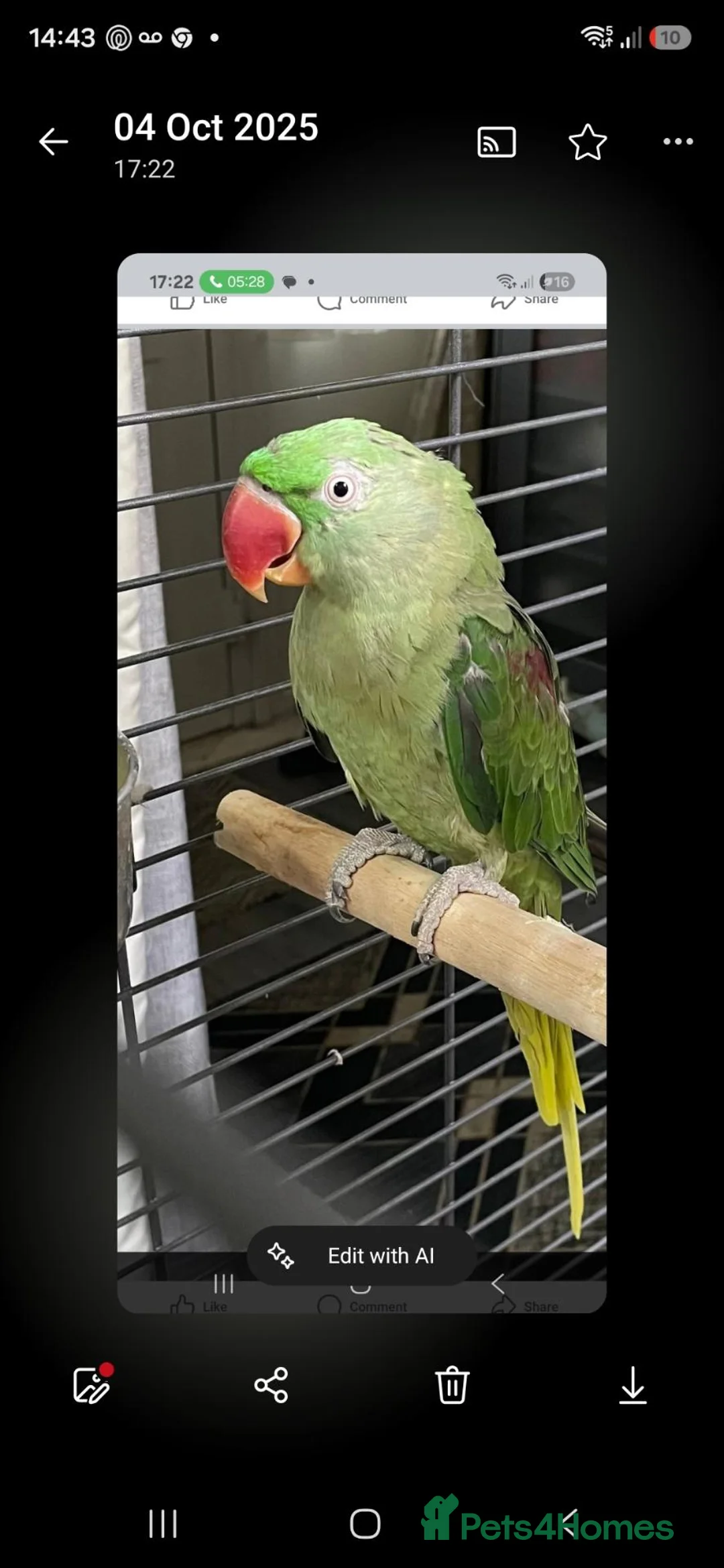 Ringnecks birds for sale: Male ring neck - Advert 2