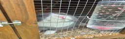 Mixed Breed rabbits for sale: Male and female rabbit with hutches  - Advert 4