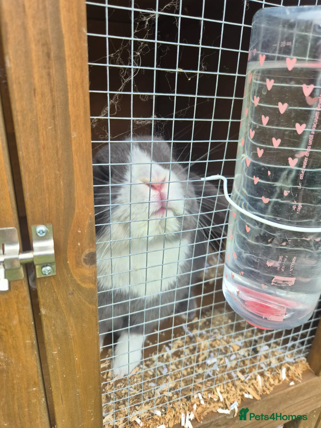 Mixed Breed rabbits for sale: Male and female rabbit with hutches  - Advert 4